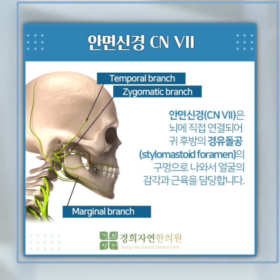 초기 대응이 중요한 안면신경마비의 회복 과정